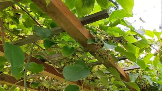 Issai Hardy Kiwi Is Loaded With Fruit 