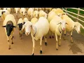 Download Lagu OH CACA OH CACA ANAK ANAK KAMBING SAYA