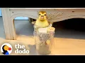 Disabled Duck Uses A High Chair To Eat His Meals | The Dodo