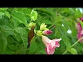 Relaxing Piano & Bird Sounds for Stress Relief, Relaxation & Sleep | Soothing Nature Rain