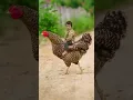 Download Lagu a cute baby sit on cock #song #dance #music #love #love#tranding #funny #funny #song #sorts
