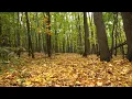 Heal with Sound - Autumn Forest Bird Song- Nature's Ambiance