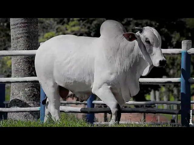 Touro Nelore SGN - 2603