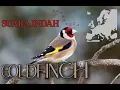 Download Lagu Masteran Suara Burung | Goldfinch | Pipit Eropa