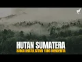 Download Lagu Hutan Sumatera: Surga Khatulistiwa yang Terluka