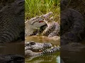 Download Lagu PHYTON VS CROCODILE | PERTARUNGAN SENGIT ULAR PITON VS BUAYA RAWA #animals #foryou