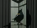 Download Lagu suara alami kacer dada hitam gacor #bird