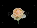 Time-Lapse Of Dying Peach Avalanche Rose Stock Video
