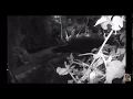 Kong Attacked by Coyote SECURITY FOOTAGE