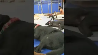 How to get 32 Big Dogs Asleep At Once