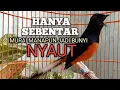Lagu PANCINGAN MURAI BATU biar Emosi lawan jadi NYAUT BUNYI GACOR BONGKAR MATERI ISIAN 