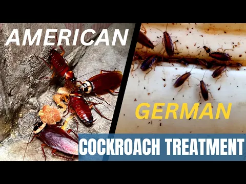 Download MP3 Cockroach control treatment | How get rid of roaches | Best chemical for cockroach treatment