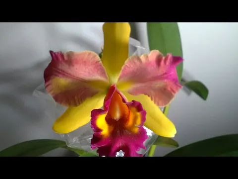 NOVO LOTE DE ORQUIDEAS COM PREÇO DE ATACADO EM ITAQUERA SP