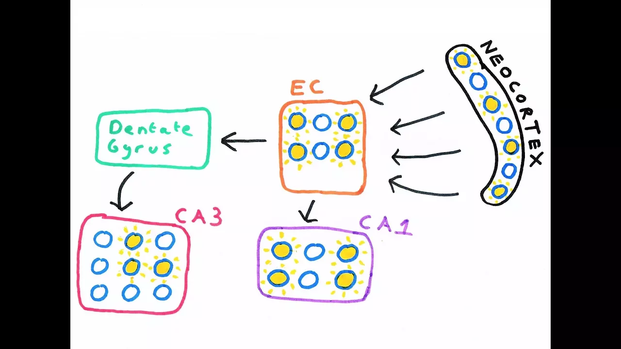 The Hippocampus and episodic memory