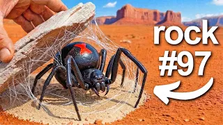 I Flipped 100 Rocks in Australia Here s What I Found