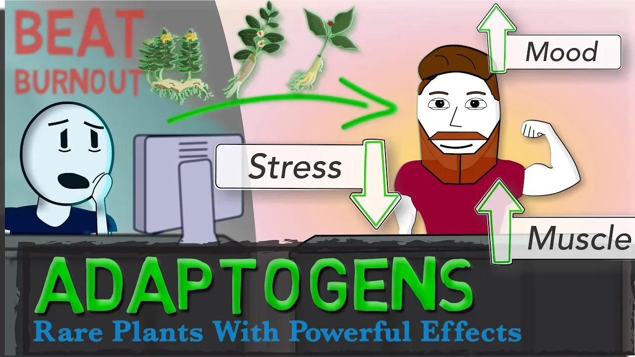 ADAPTOGENS EXPLAINED: Ginseng, Ashwagandha, Rhodiola + Science of Stress