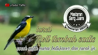 suara masteran tembakan burung kecil roll tembak tajam