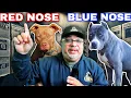 Red Nose Pitbull vs Blue Nose PitBull Debate Why These Dogs Changed History FOREVER