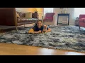 Chic and Cozy Cloud - fluffy shag area rug