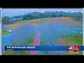 Macon Bloom Cam is back to show you blossoms in real-time