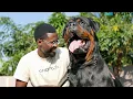 One of the Biggest Rottweilers I have seen