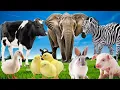 Lagu Habitat Hewan Peliharaan dan suara: Sapi Gajah Zebra Bebek Itik Kelinci Babi -HEWAN TERNAK YANG LUCU