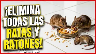 Elimina todas las ratas y ratones con veneno casero poderoso | Gio de la Rosa