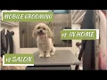 Mobile Grooming vs Storefront vs In-Home Which is Best for Groomers