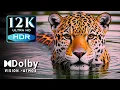 Download Lagu STUNNING Wildlife in 12K HDR 60 FPS Video with Dolby Vision!
