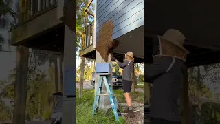 This is how many honeybees can move inside of your home!