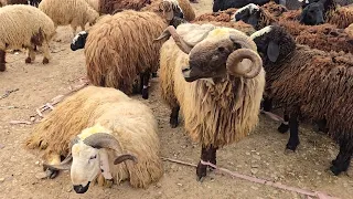سوق مواشي الموصل علوة الايمن  سوق  مواشي  عبدالله الطيب  غنم  حلال  نعاج  اغنام  كبش  حيوانات  طلي دندنها
