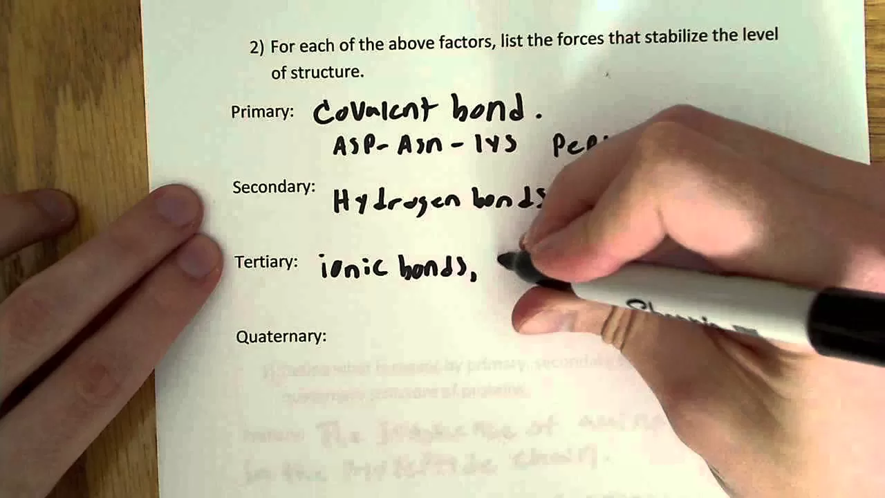 Primary, secondary, tertiary, and quaternary structure of proteins