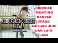 Download Lagu Mengatasi Cendet Nakal agar tidak ngeruji munting ngejar dan nebok_ @sultanakbar