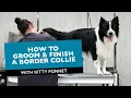 How to Groom Finish a Border Collie on a commercial way