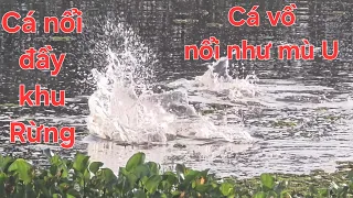 Nguyên bầy cá tra nổi đầu khủng khiếp, ngày lạ cá nổi đầy cả khu Rừng | Săn bắt SÓC TRĂNG |