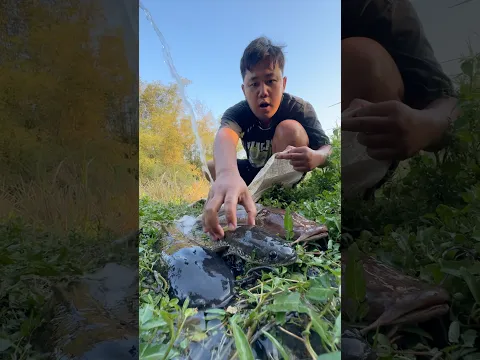 Carikan Teman Untuk Ikan Rtc Monster Ku Dapat Ikan Lele Albino Dan Hitam Monster #lele #nemu