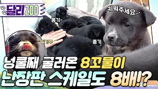 길에서 발견된 꼬물이들을 주워오면 생기는 일🫢 #동물농장 #달리