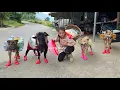 Download Lagu Vietnamese girl goes to market to buy shoes for dog and goat - ha thi muon