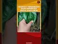Download Lagu Manfaat Tersembunyi Daun Mengkudu Untuk Ayam Anda!