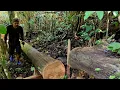 Download Lagu Kayu ulin..!!  Kayu terlupakan yang di anggap sampah