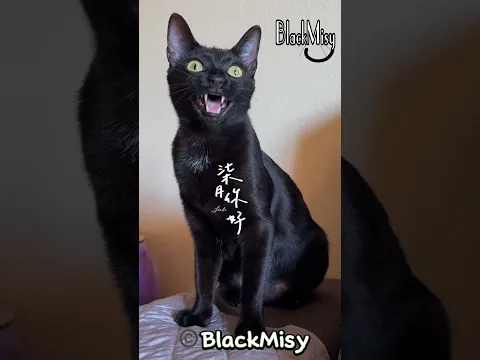 Por qué creerá Noa eso?? #cat #gatos #humor #chistes #comedia