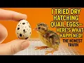 I Tried Dry Hatching Quail Eggs Here s What Happened The Honest Truth