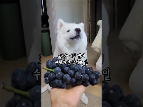포도를 너무 많이 수확하면 생기는 일