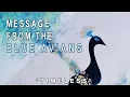 Beautiful Blue Avian Message to Starseeds Timeless