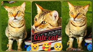 Cute Persian cat 😺😍❤️ #catvideos #cutecat #viral