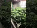 Download Lagu Day 44 From Seed Poddy Mouth Humboldt Seed Company,\u0026 Outdoor Autoflowers 123Fatbuds #spiderfarmerled