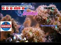 Download Lagu ZOMBIE - THE CRANBERRIES (KARAOKE)