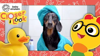 A Closer Look at Sounds around the House | Baby Einstein | Learning Show for Toddlers | Education