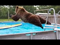 Download Lagu Animals vs Water 😂 Funny Animals [2025 Editions]