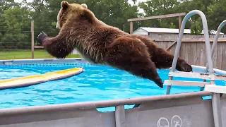 Animals vs Water Funny Animals 2025 Editions
